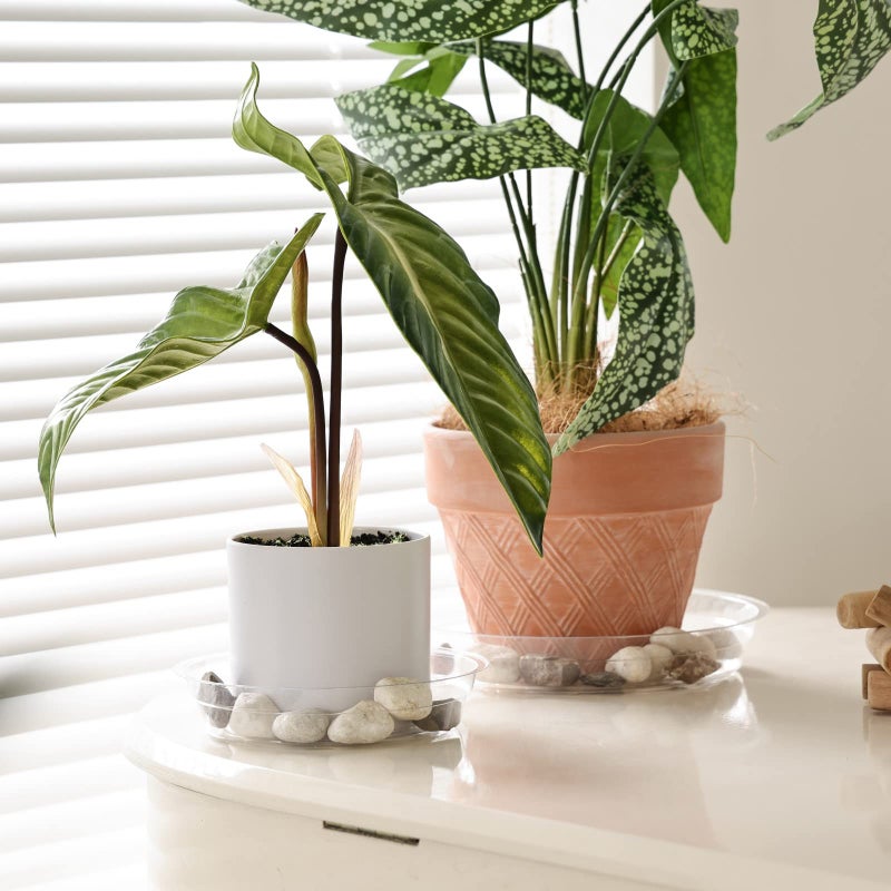 TRUEDAYS 15 Pack(6 inch/8inch/10inch) Clear Plant Saucers Flower Pot Tray Excellent for Indoor & Outdoor Plants - Image 3